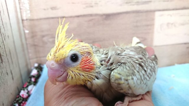 オカメインコ