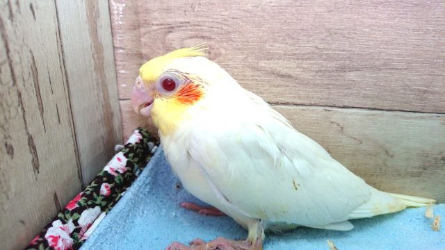 オカメインコ