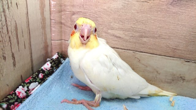 オカメインコ