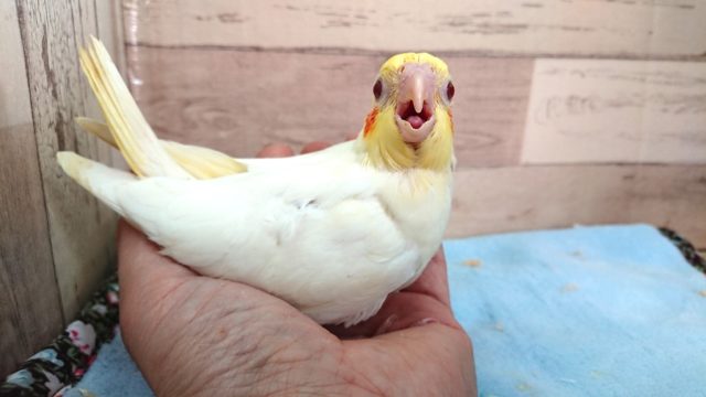 オカメインコ