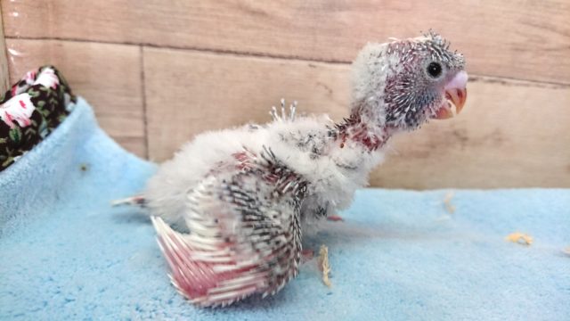 羽衣セキセイインコ