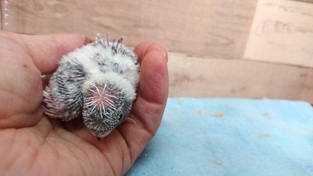 羽衣セキセイインコ