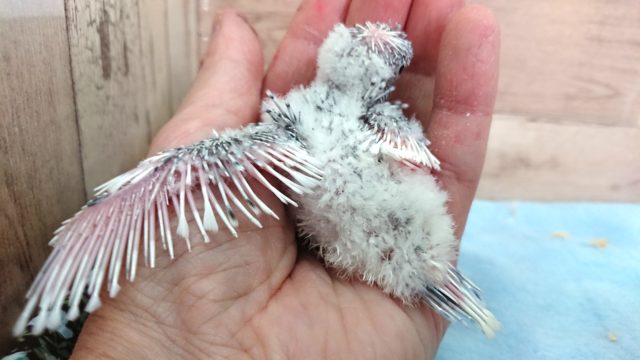 羽衣セキセイインコ