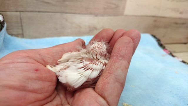 錦花鳥（キンカチョウ）