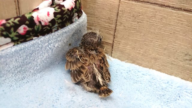 錦花鳥（キンカチョウ）