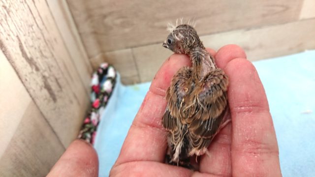 錦花鳥（キンカチョウ）