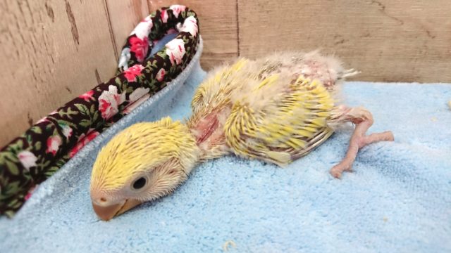 コザクラインコ（小桜インコ）