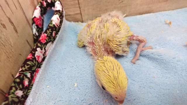 コザクラインコ（小桜インコ）