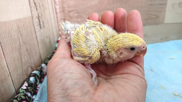 コザクラインコ（小桜インコ）
