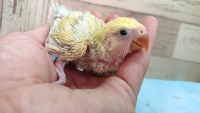 コザクラインコ（小桜インコ）