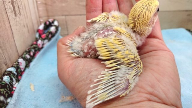 コザクラインコ（小桜インコ）