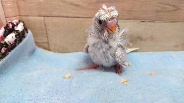 羽衣セキセイインコ