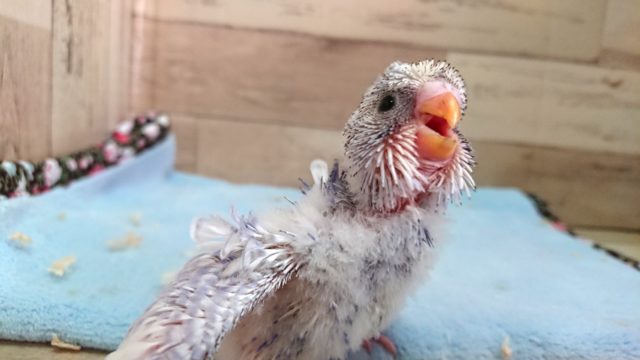 羽衣セキセイインコ