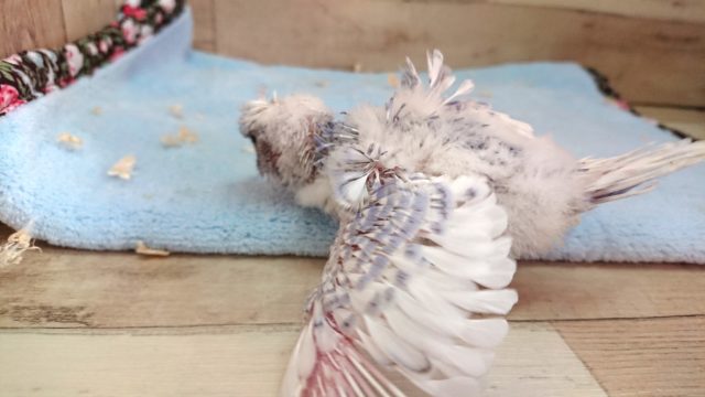 羽衣セキセイインコ
