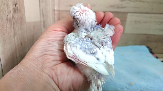 羽衣セキセイインコ