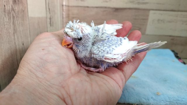 羽衣セキセイインコ