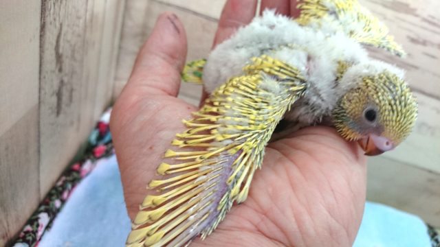 セキセイインコ