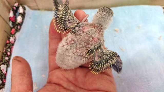 セキセイインコ