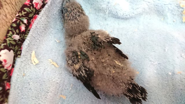 サザナミインコ