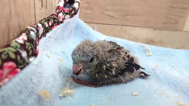 サザナミインコ