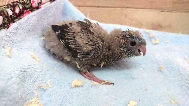 サザナミインコ