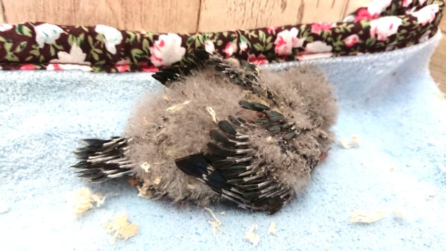 サザナミインコ