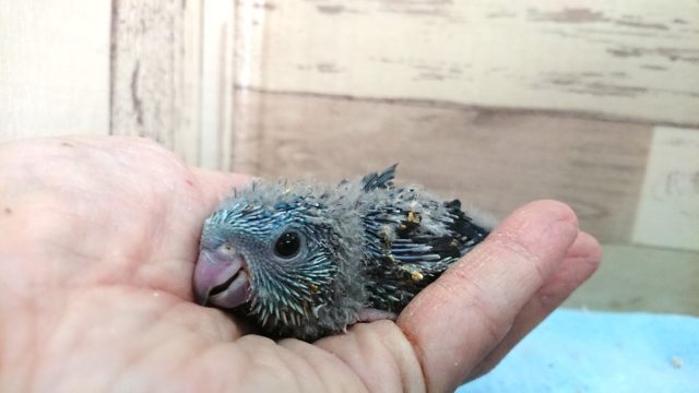 サザナミインコ