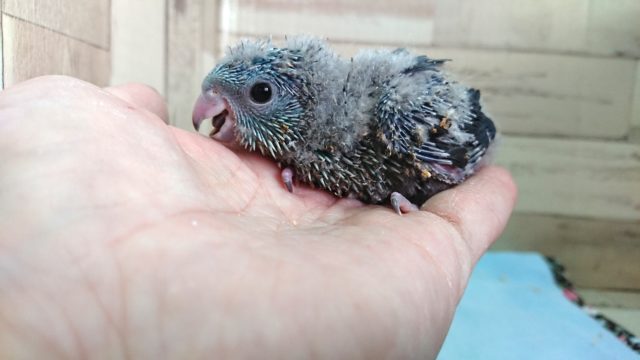 サザナミインコ