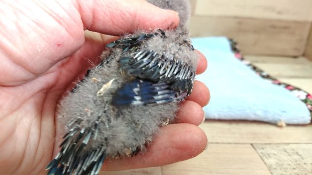 サザナミインコ