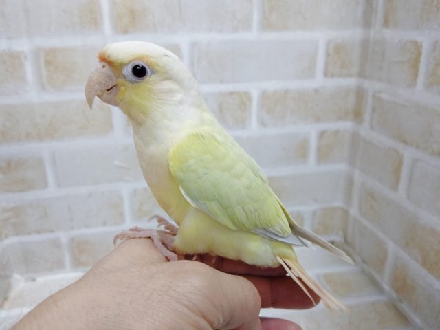 ホオミドリウロコインコ