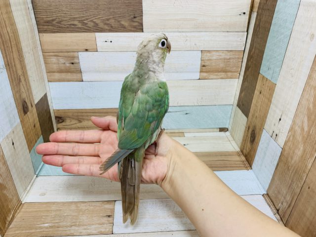 ホオミドリウロコインコ