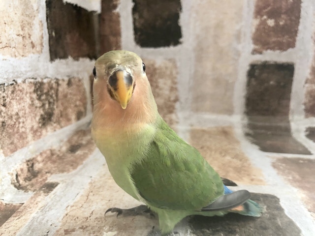 コザクラインコ（小桜インコ）