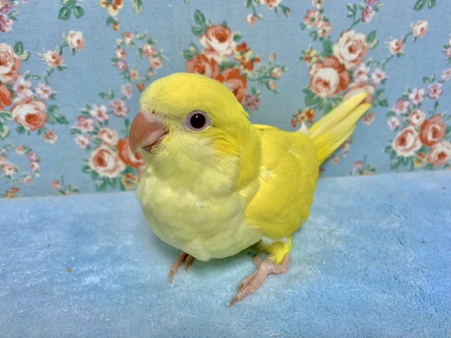 オキナインコ