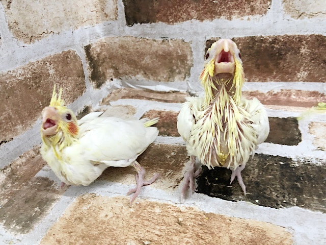 ほっぺが可愛い♥オカメインコヒナ(ルチノー) オカメインコ