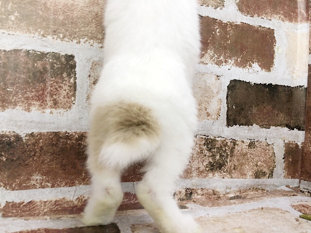 ネザーランドドワーフ