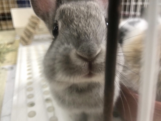 ネザーランドドワーフ