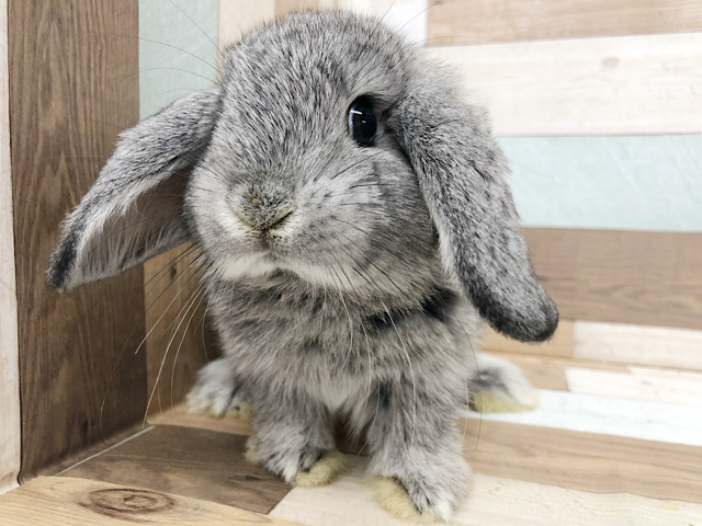 ロップイヤーラビット