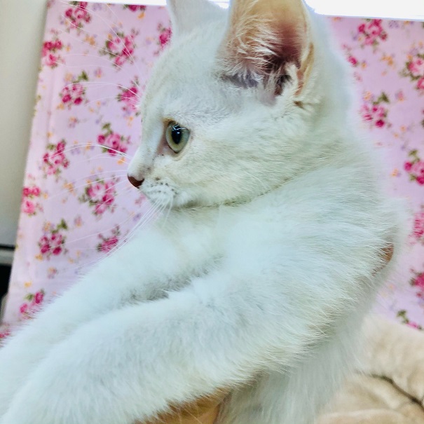 アメリカンショートヘア