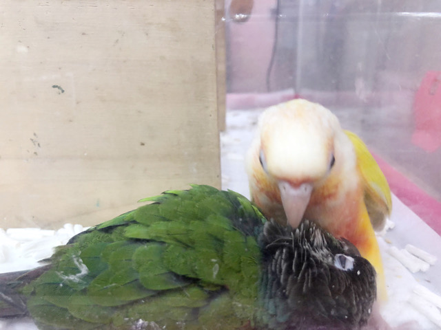 アオシンジュウロコインコ　