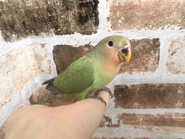 コザクラインコ（小桜インコ）