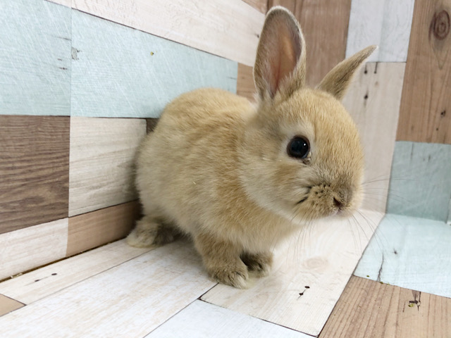 ネザーランドドワーフ