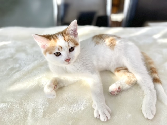 スコティッシュフォールド