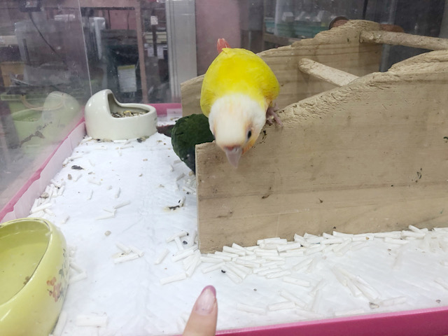 ホオミドリウロコインコ