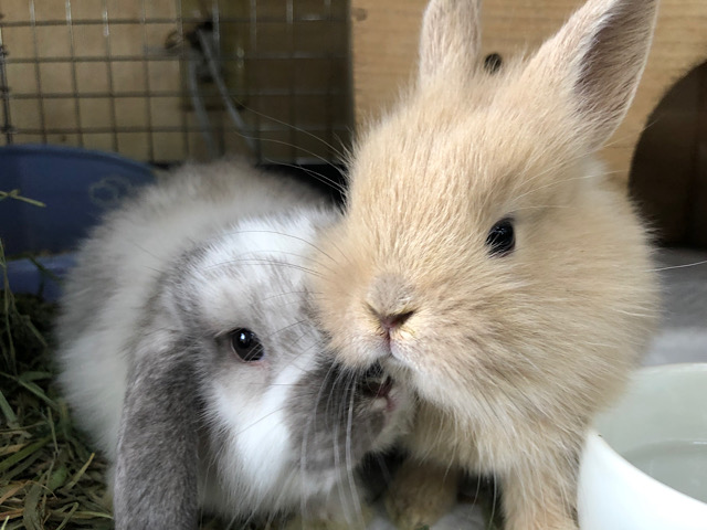 ロップイヤーラビット