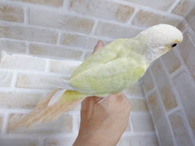 ホオミドリウロコインコ