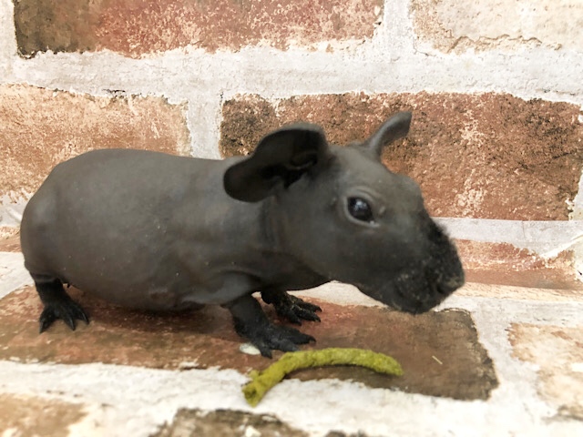 スキニーギニアピッグ