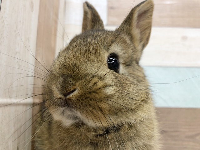 ネザーランドドワーフ