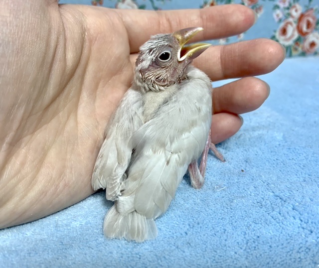 シルバーイノ文鳥
