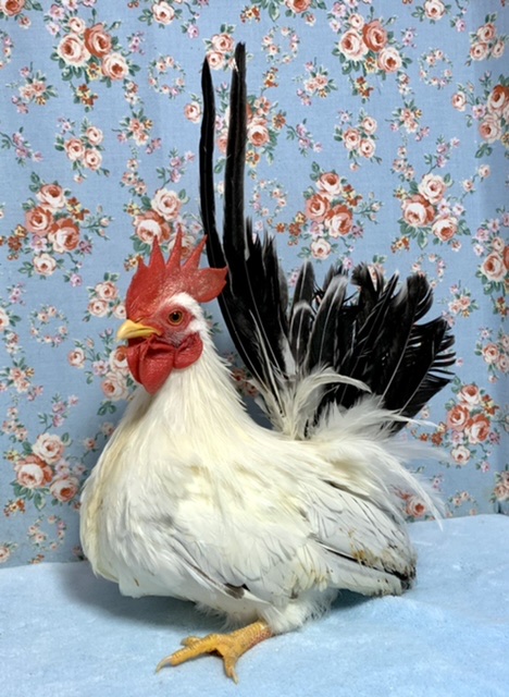 桂チャボ（カツラチャボ）