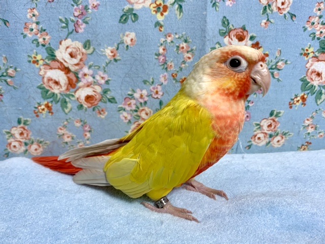 ホオミドリウロコインコ